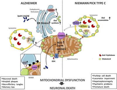 Mitochondrial Cholesterol in Alzheimer's Disease and Niemann–Pick Type C Disease